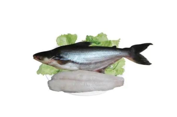 鱈魚有毒嗎 鱈魚有多大 鱈魚有毒嗎 鱈魚有多大