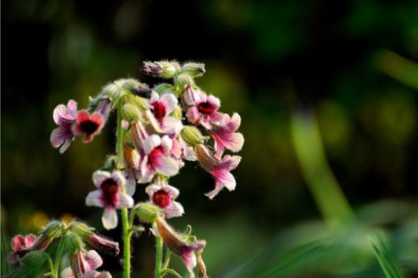 地黃會升高血壓嗎 地黃會影響月經(jīng)嗎 地黃會升高血壓嗎 地黃會影響月經(jīng)嗎