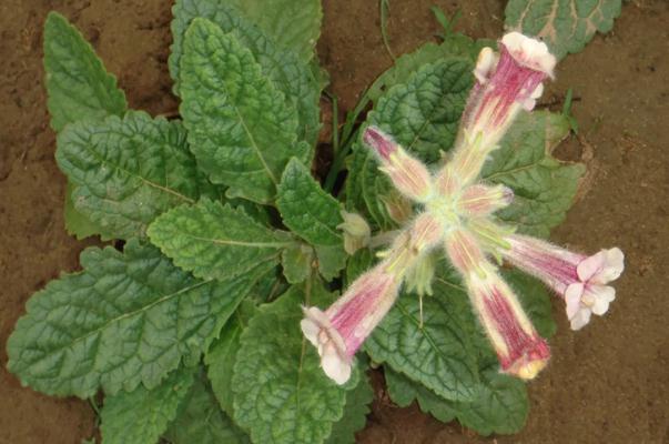 地黃會引起腹瀉嗎 地黃會造成小便發(fā)黃嗎 地黃會引起腹瀉嗎 地黃會造成小便發(fā)黃嗎