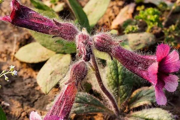 地黃會引起腹瀉嗎 地黃會造成小便發(fā)黃嗎 地黃會引起腹瀉嗎 地黃會造成小便發(fā)黃嗎