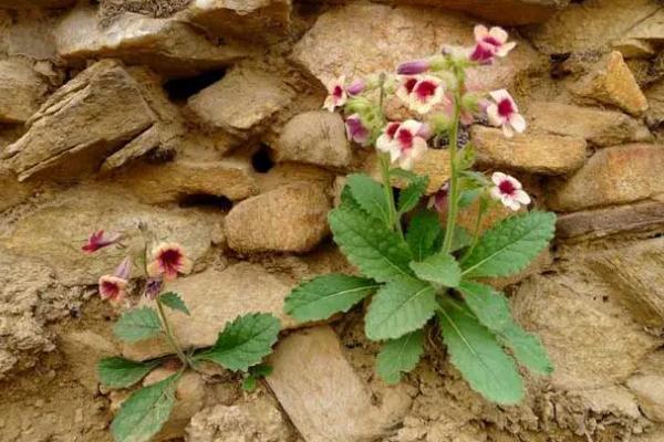 地黃是根好還是葉好 地黃是吃根還是葉子花 地黃是根好還是葉好 地黃是吃根還是葉子花