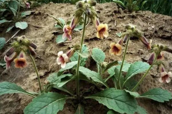 地黃的食用方法 地黃的花可以吃嗎 地黃的食用方法 地黃的花可以吃嗎