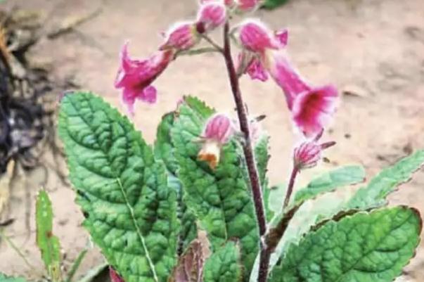 地黃會引起腹瀉嗎 地黃會造成小便發(fā)黃嗎 地黃會引起腹瀉嗎 地黃會造成小便發(fā)黃嗎