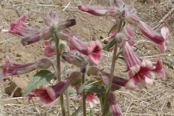 地黃是根好還是葉好 地黃是吃根還是葉子花 地黃是根好還是葉好 地黃是吃根還是葉子花