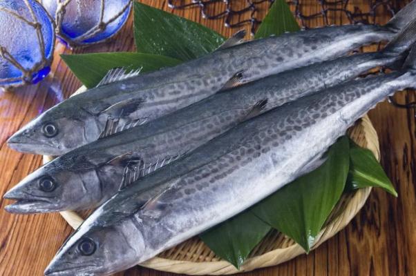 鲅魚可以生吃魚片嗎 鲅魚可以放多久 鲅魚可以生吃魚片嗎 鲅魚可以放多久