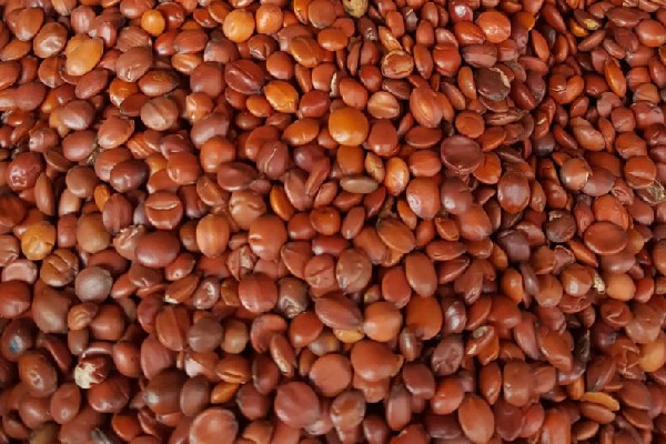 酸棗仁可以泡水喝嗎 酸棗仁泡水喝的五大禁忌 酸棗仁可以泡水喝嗎 酸棗仁泡水喝的五大禁忌