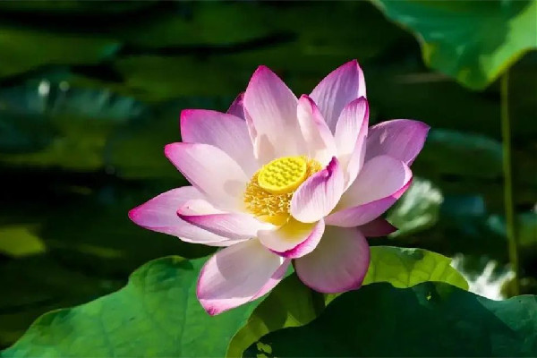 三伏天和秋老虎哪個更熱 三伏天降溫方法有哪些 三伏天和秋老虎哪個更熱 三伏天降溫方法有哪些