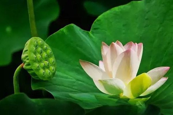 三伏天和秋老虎哪個更熱 三伏天降溫方法有哪些 三伏天和秋老虎哪個更熱 三伏天降溫方法有哪些