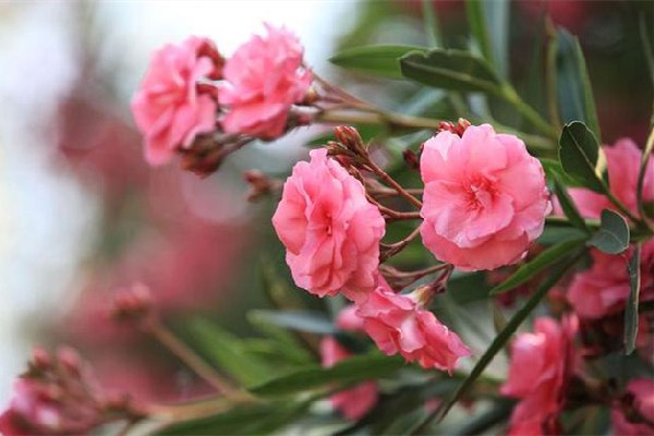 夾竹桃毒性有多強 夾竹桃有毒為什么還大量種植 夾竹桃毒性有多強 夾竹桃有毒為什么還大量種植