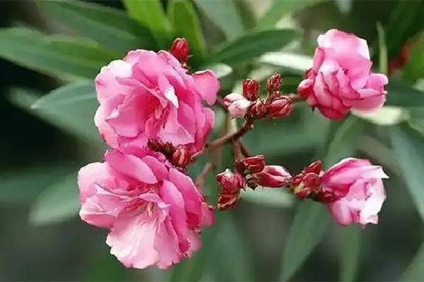 夾竹桃毒性有多強 夾竹桃有毒為什么還大量種植 夾竹桃毒性有多強 夾竹桃有毒為什么還大量種植