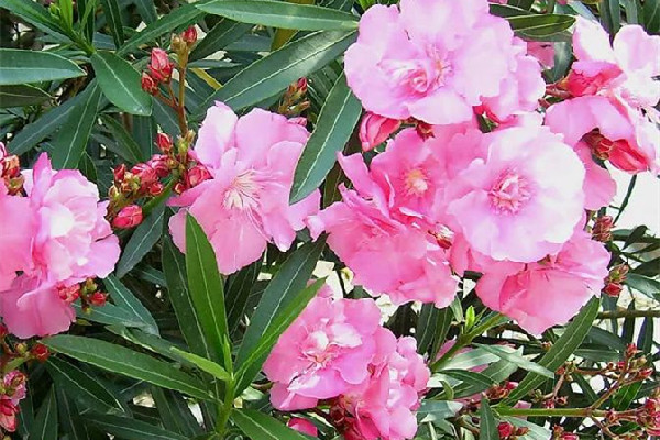 夾竹桃的功效和作用 夾竹桃可以入藥嗎 夾竹桃的功效和作用 夾竹桃可以入藥嗎