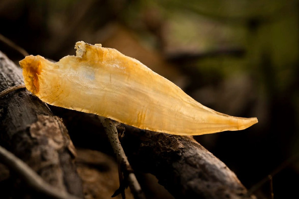 花膠和魚(yú)膠區(qū)別在哪里 花膠和魚(yú)膠一樣嗎 花膠和魚(yú)膠區(qū)別在哪里 花膠和魚(yú)膠一樣嗎