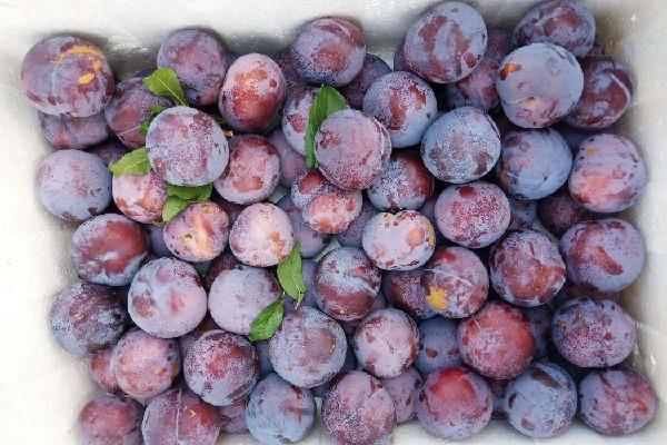 黑布林和紅布林哪個好吃 黑布林可以空腹吃嗎 黑布林和紅布林哪個好吃 黑布林可以空腹吃嗎