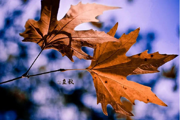 立秋會對人的身體產(chǎn)生什么樣的影響 立秋會掉頭發(fā)嗎 立秋會對人的身體產(chǎn)生什么樣的影響 立秋會掉頭發(fā)嗎