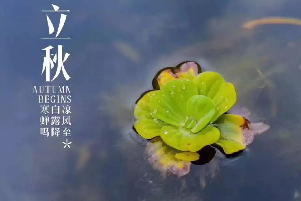 立秋吃餃子的寓意 立秋的來歷和風(fēng)俗 立秋吃餃子的寓意 立秋的來歷和風(fēng)俗