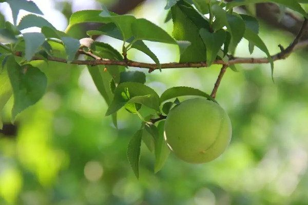青梅會(huì)拉肚子嗎 青梅吃多了會(huì)怎樣 青梅會(huì)拉肚子嗎 青梅吃多了會(huì)怎樣