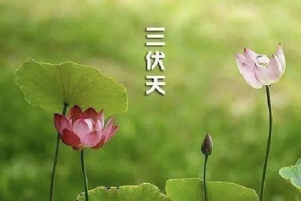 中伏喝什么茶最好 中伏可以喝姜棗茶嗎 中伏喝什么茶最好 中伏可以喝姜棗茶嗎