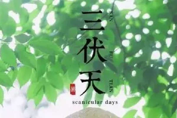 中伏喝什么茶最好 中伏可以喝姜棗茶嗎 中伏喝什么茶最好 中伏可以喝姜棗茶嗎