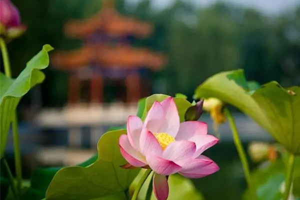 中伏要注意什么 中伏熱還是大暑熱 中伏要注意什么 中伏熱還是大暑熱