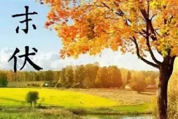 末伏能吃羊肉嗎 末伏可以吃綠豆湯嗎 末伏能吃羊肉嗎 末伏可以吃綠豆湯嗎