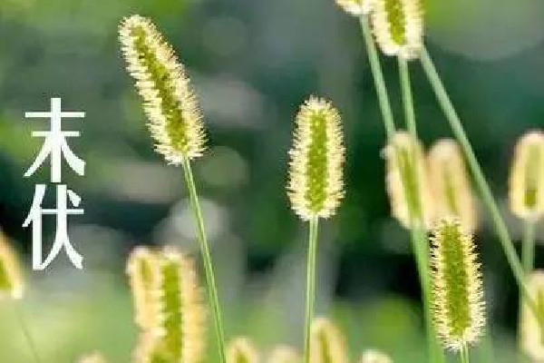 末伏是幾月幾號(hào)2022年 末伏是出伏了嗎 末伏是幾月幾號(hào)2022年 末伏是出伏了嗎