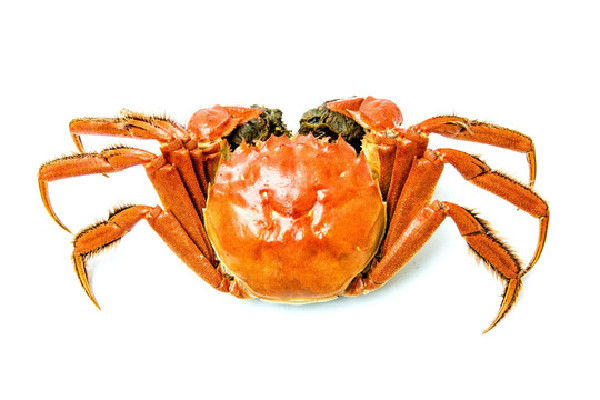 大閘蟹怎么挑選有蟹黃的 大閘蟹買多大的比較好 大閘蟹怎么挑選有蟹黃的 大閘蟹買多大的比較好