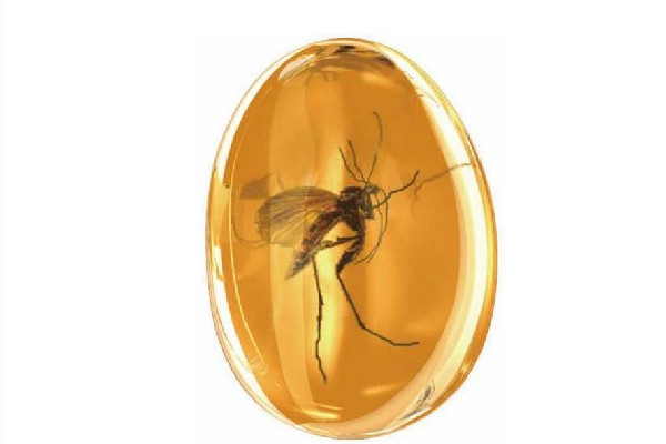 琥珀是透明的好還是不透明的好 琥珀的等級(jí)如何劃分 琥珀是透明的好還是不透明的好 琥珀的等級(jí)如何劃分