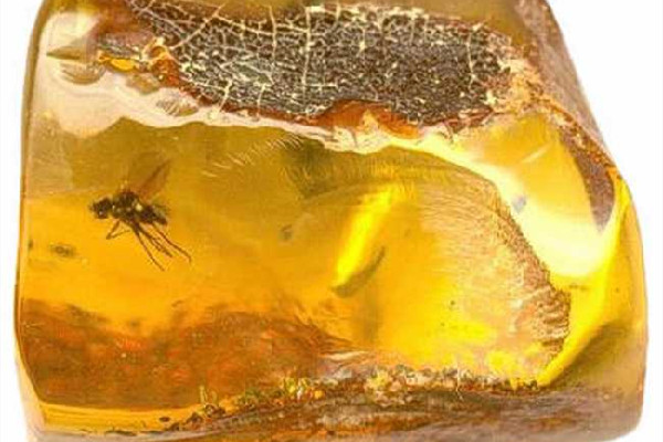 琥珀多少錢一克2022年 琥珀有收藏價(jià)值嗎 琥珀多少錢一克2022年 琥珀有收藏價(jià)值嗎