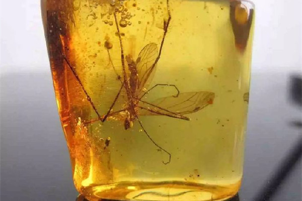 琥珀是透明的好還是不透明的好 琥珀的等級(jí)如何劃分 琥珀是透明的好還是不透明的好 琥珀的等級(jí)如何劃分