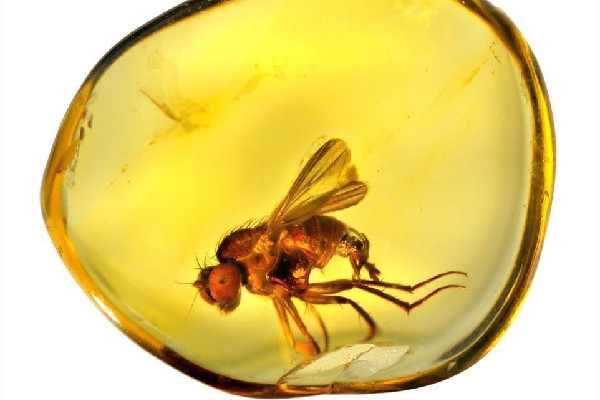 琥珀是透明的好還是不透明的好 琥珀的等級(jí)如何劃分 琥珀是透明的好還是不透明的好 琥珀的等級(jí)如何劃分