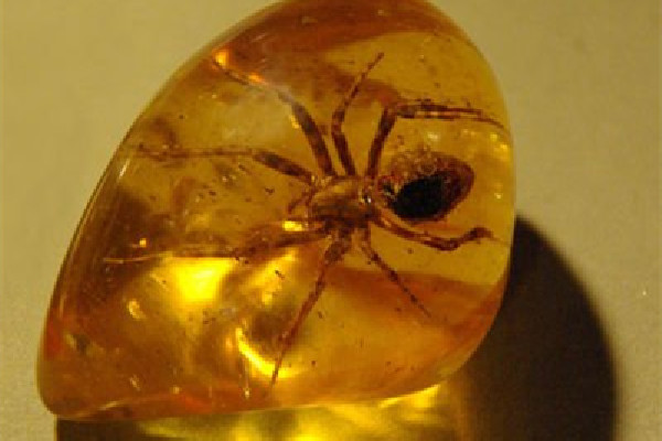 琥珀的功效和作用 琥珀對人體有哪些好處 琥珀的功效和作用 琥珀對人體有哪些好處