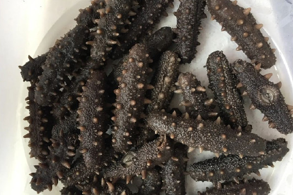 干海參用冷水泡還是熱水泡 干海參泡發(fā)的正確方法 干海參用冷水泡還是熱水泡 干海參泡發(fā)的正確方法