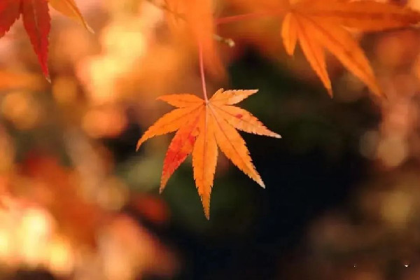 秋分吃銀耳有什么好處 秋分要吃什么食物 秋分吃銀耳有什么好處 秋分要吃什么食物