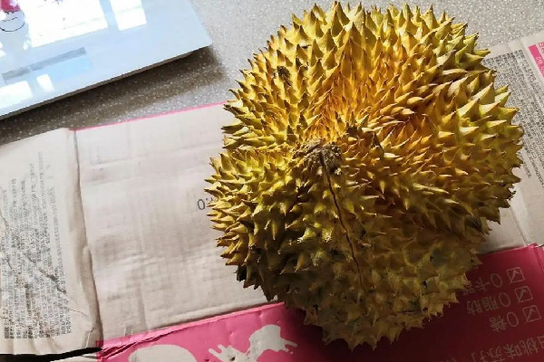 金枕榴蓮怎么挑選 金枕榴蓮買大的好還是小的好呢 金枕榴蓮怎么挑選 金枕榴蓮買大的好還是小的好呢