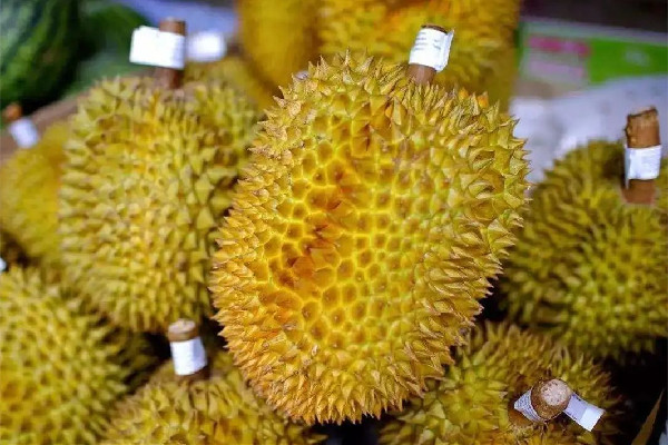 榴蓮吃起來(lái)苦怎么回事 榴蓮是高蛋白食物嗎 榴蓮吃起來(lái)苦怎么回事 榴蓮是高蛋白食物嗎