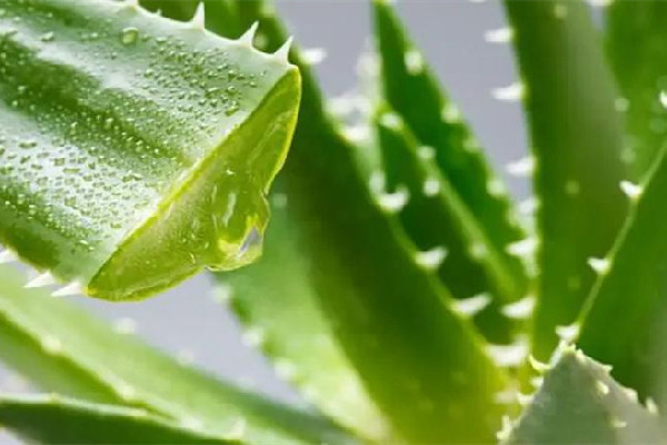 新鮮蘆薈擦臉的正確方法 新鮮蘆薈擦臉幾天一次最好 新鮮蘆薈擦臉的正確方法 新鮮蘆薈擦臉幾天一次最好