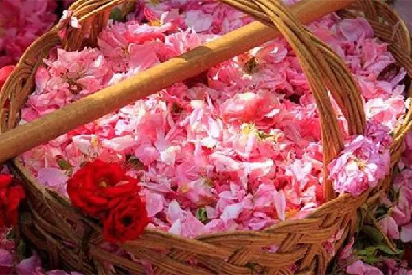 玫瑰精油用什么玫瑰 玫瑰精油的提取方法 玫瑰精油用什么玫瑰 玫瑰精油的提取方法