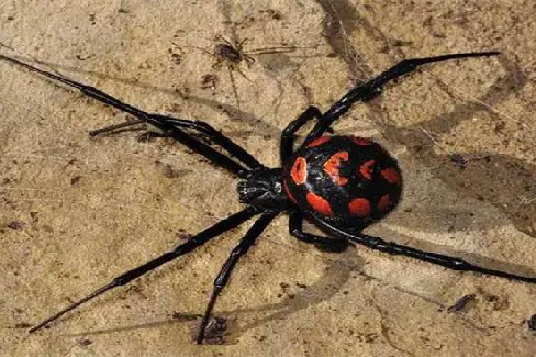 廈門海關(guān)截獲1只活體黑寡婦 黑寡婦蜘蛛能毒死人嗎 廈門海關(guān)截獲1只活體黑寡婦 黑寡婦蜘蛛能毒死人嗎