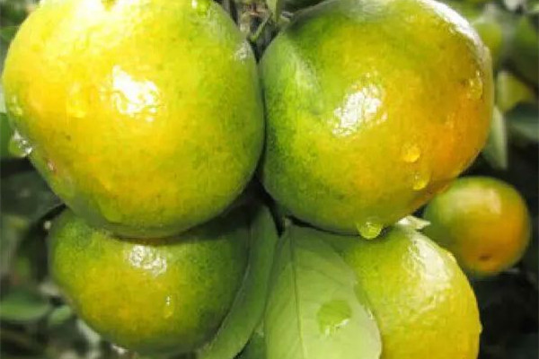 青橘子放幾天會(huì)不會(huì)變甜 青橘子放幾天會(huì)變黃嗎 青橘子放幾天會(huì)不會(huì)變甜 青橘子放幾天會(huì)變黃嗎