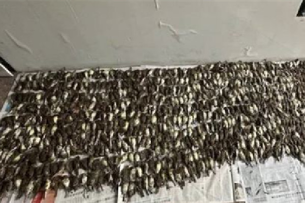 男子捕鳥近千只稱用來涮火鍋 涮火鍋的食材有哪些 男子捕鳥近千只稱用來涮火鍋 涮火鍋的食材有哪些