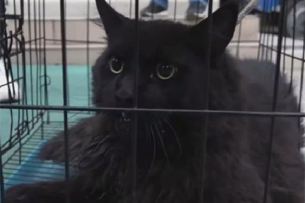 緬因貓因太胖被誤當(dāng)猞猁送到保護(hù)站 緬因貓可以長(zhǎng)到多少斤 緬因貓因太胖被誤當(dāng)猞猁送到保護(hù)站 緬因貓可以長(zhǎng)到多少斤