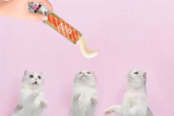 貓條哪個牌子質(zhì)量好性價比高 貓條買什么牌子好 貓條哪個牌子質(zhì)量好性價比高 貓條買什么牌子好