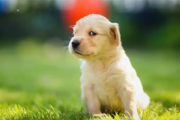 網(wǎng)曝成都多地出現(xiàn)“毒狗”事件 狗狗出門(mén)要帶什么東西 網(wǎng)曝成都多地出現(xiàn)“毒狗”事件 狗狗出門(mén)要帶什么東西