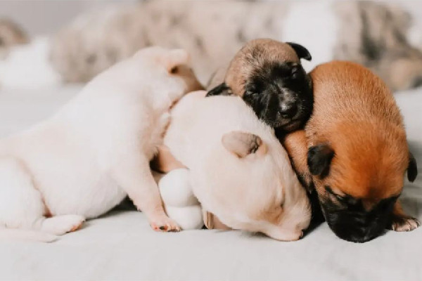 網(wǎng)曝成都多地出現(xiàn)“毒狗”事件 狗狗出門(mén)要帶什么東西 網(wǎng)曝成都多地出現(xiàn)“毒狗”事件 狗狗出門(mén)要帶什么東西