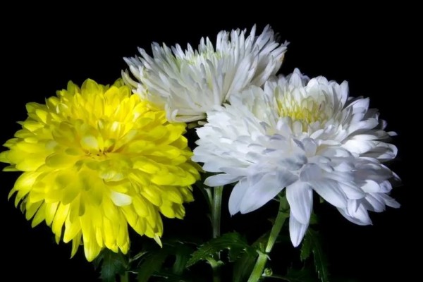 人還活著卻被人網(wǎng)絡(luò)祭奠4.3萬次 網(wǎng)絡(luò)祭奠是什么意思 人還活著卻被人網(wǎng)絡(luò)祭奠4.3萬次 網(wǎng)絡(luò)祭奠是什么意思