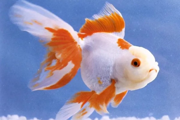 世界最大金魚被釣上岸已活20年 金魚有哪些品種 世界最大金魚被釣上岸已活20年 金魚有哪些品種