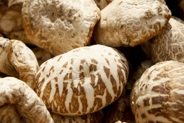 花菇會(huì)過(guò)期嗎 花菇過(guò)期了還能不能吃 花菇會(huì)過(guò)期嗎 花菇過(guò)期了還能不能吃