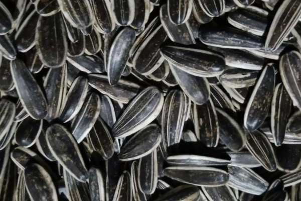 葵瓜子可以放多久 葵瓜子放的時(shí)間長(zhǎng)了還能吃嗎 葵瓜子可以放多久 葵瓜子放的時(shí)間長(zhǎng)了還能吃嗎