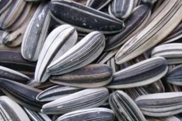 葵瓜子會(huì)致癌是真的嗎 葵瓜子對(duì)人體有害嗎 葵瓜子會(huì)致癌是真的嗎 葵瓜子對(duì)人體有害嗎