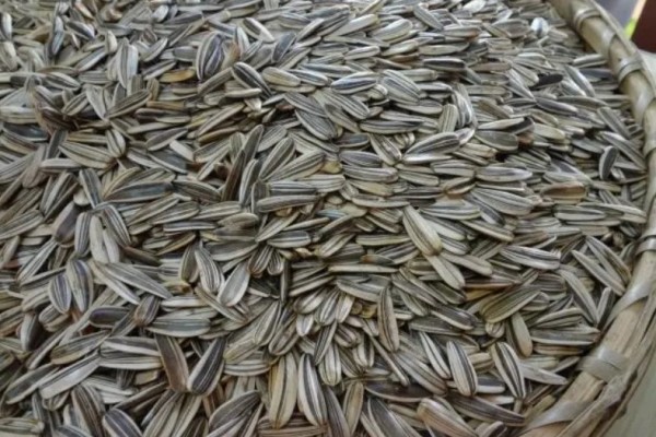 葵瓜子可以放多久 葵瓜子放的時(shí)間長(zhǎng)了還能吃嗎 葵瓜子可以放多久 葵瓜子放的時(shí)間長(zhǎng)了還能吃嗎